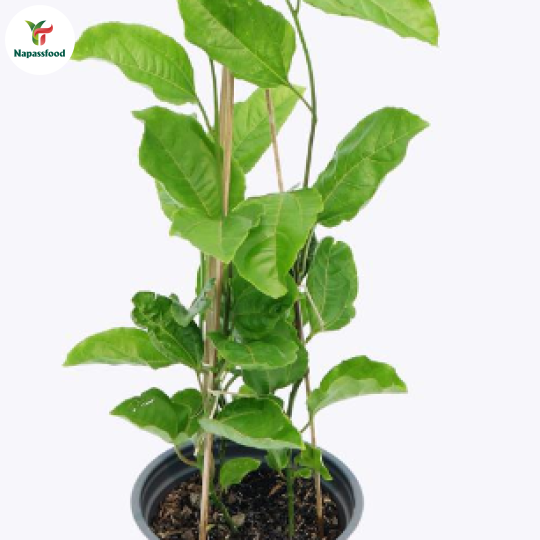 Cây giống chanh dây - CTY Trần Thái
